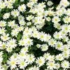 Anemone blanda White Splendour