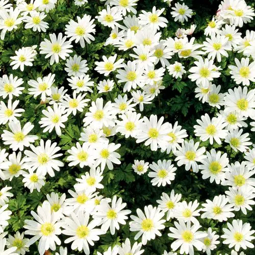 Anemone blanda White Splendour