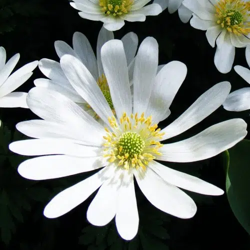 Anemone blanda White Splendour