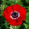 Anemone Simple Hollandia