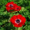 Anemone Simple Hollandia
