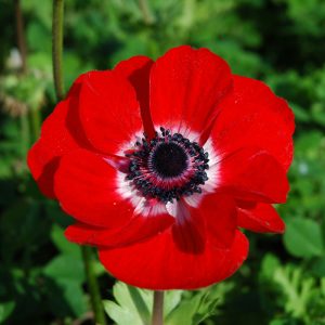 Anemone Simple Hollandia