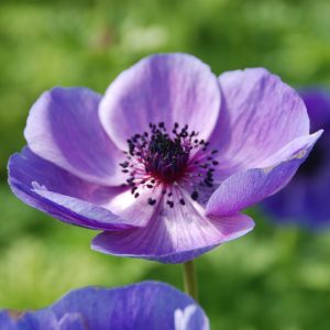 Anemone Simple Mr. Fokker