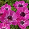 Anemone Simple Sylphide
