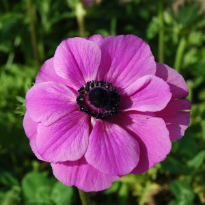 Anemone Simple Sylphide