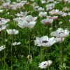 Anemone Simple The Bride