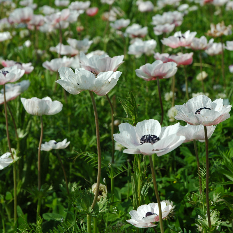 Anemone Simple The Bride