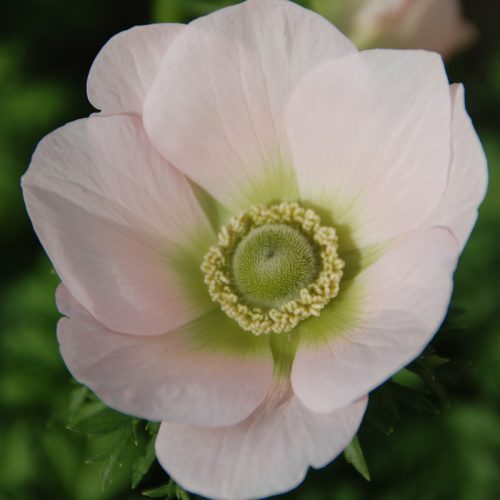 Anemone Simple The Bride