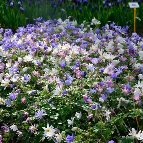 Anemones blanda Variées