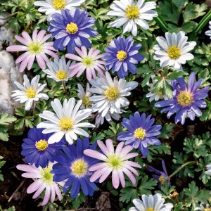 Anemones blanda Variées