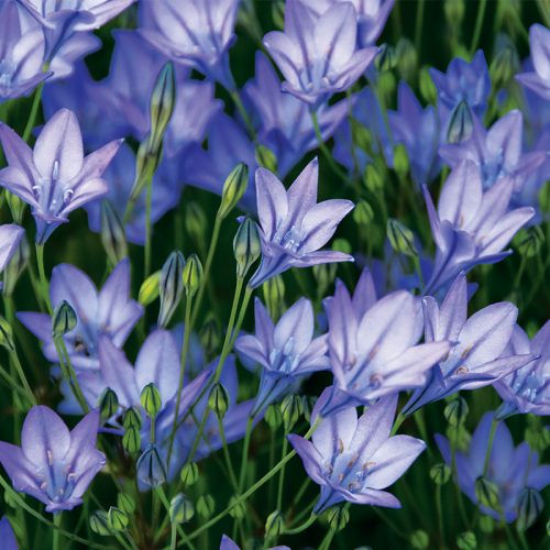 Brodiaea laxa Reine Fabiola