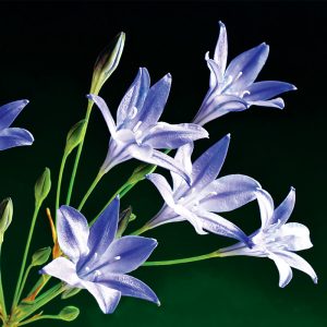 Brodiaea laxa Reine Fabiola