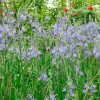 Camassia cusickii