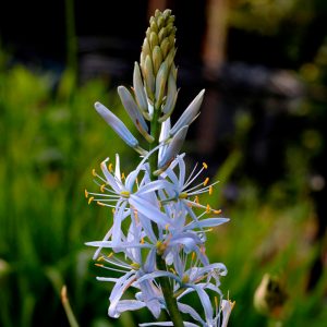 Camassia cusickii