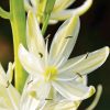 Camassia leichtlinii Alba