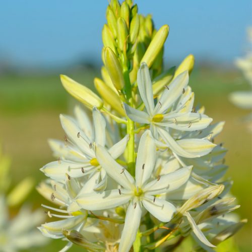 Camassia leichtlinii Alba