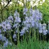 Camassia leichtlinii Caerulea