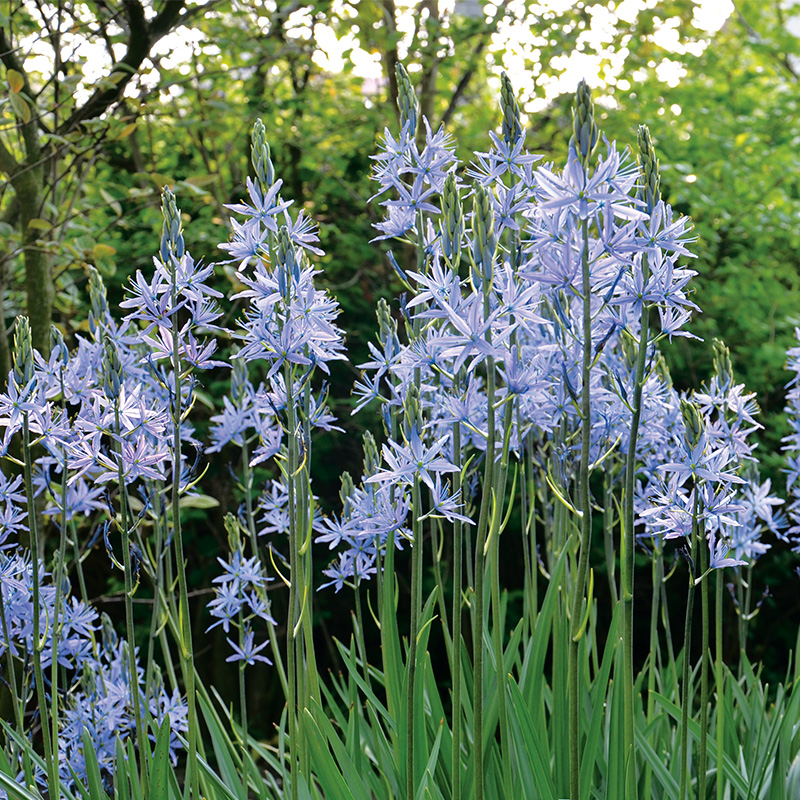 Camassia leichtlinii Caerulea