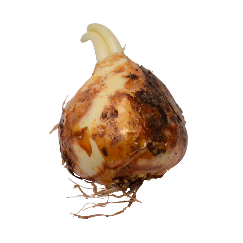 Camassia leichtlinii Caerulea