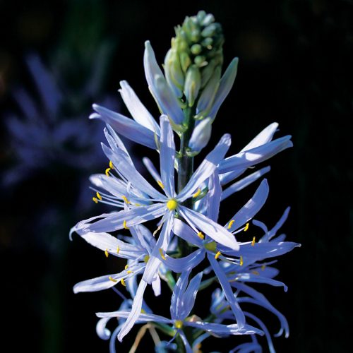 Camassia leichtlinii Caerulea