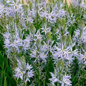 Camassia quamash