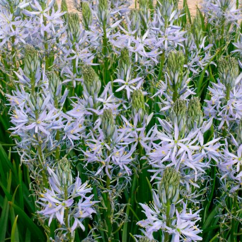 Camassia quamash