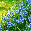 Chionodoxa luciliae (Gloire Des Neiges)