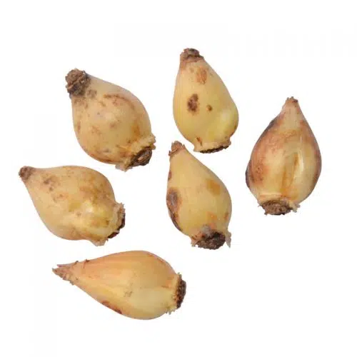 Chionodoxa luciliae (Gloire Des Neiges)