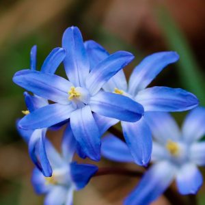 Chionodoxa luciliae (Gloire Des Neiges)