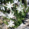 Chionodoxa luciliae Alba