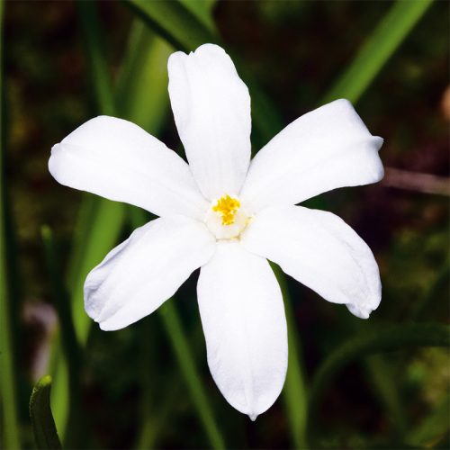 Chionodoxa luciliae Alba