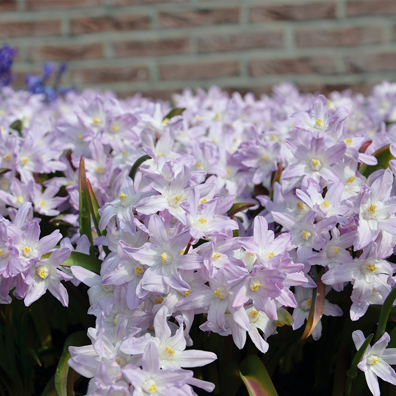 Chionodoxa forbesii Pink Giant