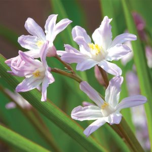 Chionodoxa forbesii Pink Giant