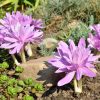 Colchique Waterlily