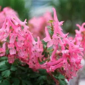 Corydalis Beth Evans