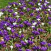 Crocus à Grandes Fleurs Flower Record