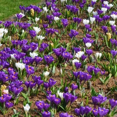 Crocus à Grandes Fleurs Flower Record