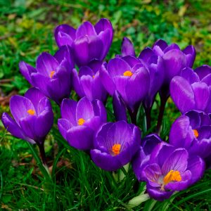 Crocus à Grandes Fleurs Flower Record