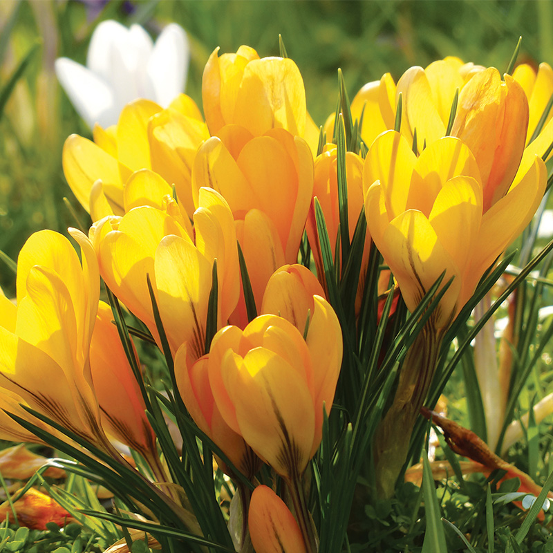 Crocus à Grandes Fleurs Grand Jaune