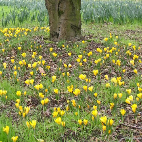 Crocus à Grandes Fleurs Grand Jaune