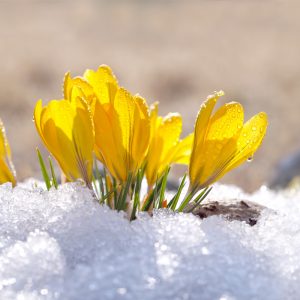 Crocus à Grandes Fleurs Grand Jaune