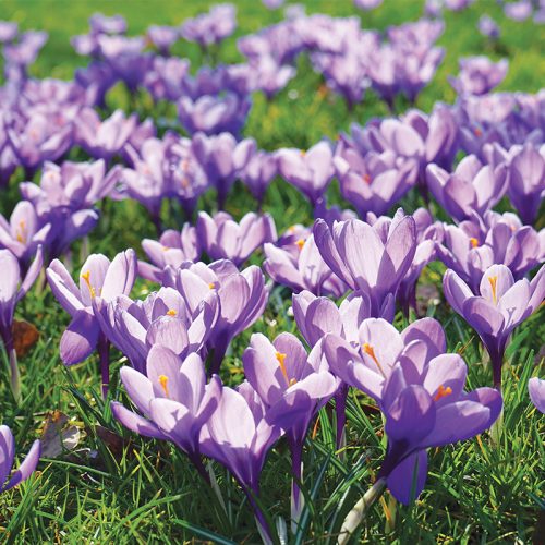 Crocus à Grandes Fleurs Grand Maître