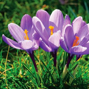 Crocus à Grandes Fleurs Grand Maître