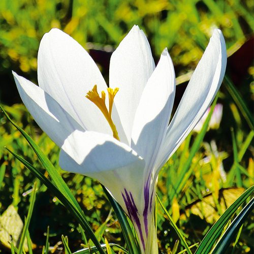 Crocus à Grandes Fleurs Jeanne d'Arc