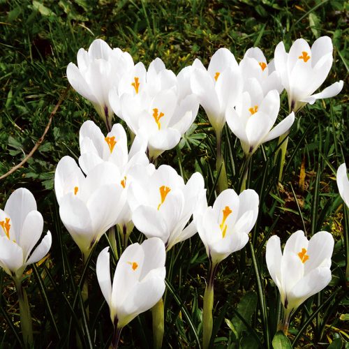 Crocus à Grandes Fleurs Jeanne d'Arc