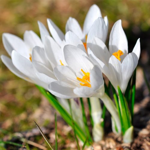 Crocus à Grandes Fleurs Jeanne d'Arc