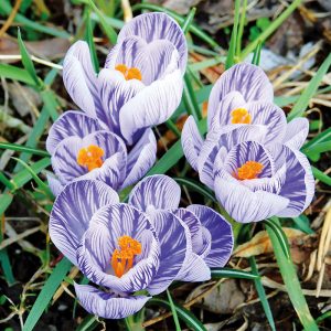 Crocus à Grandes Fleurs Pickwick