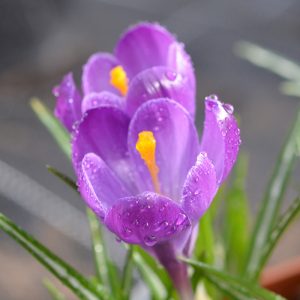 Crocus à Grandes Fleurs Remembrance