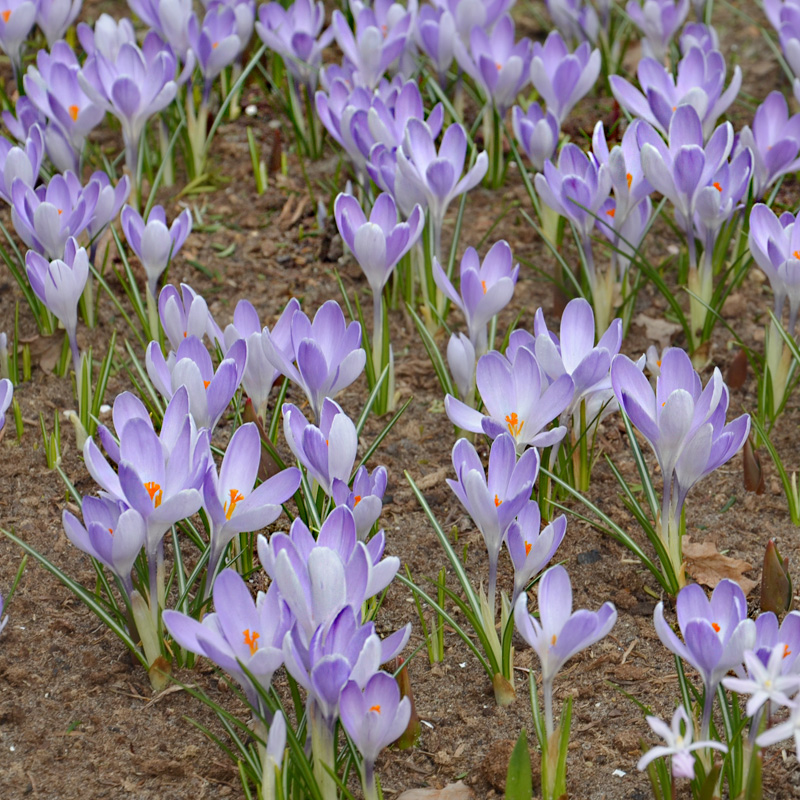 Crocus à Grandes Fleurs Vanguard