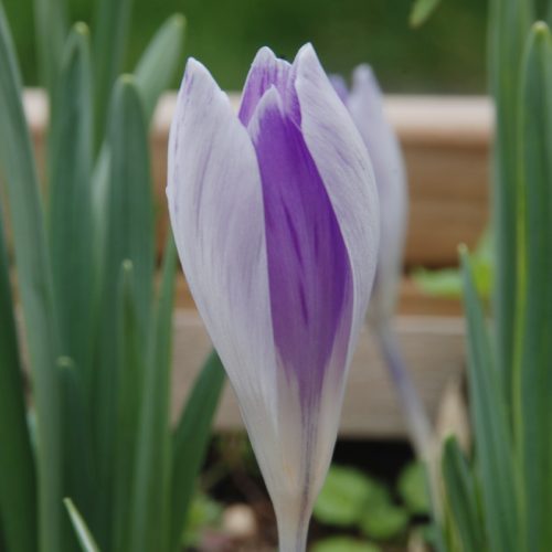 Crocus à Grandes Fleurs Vanguard